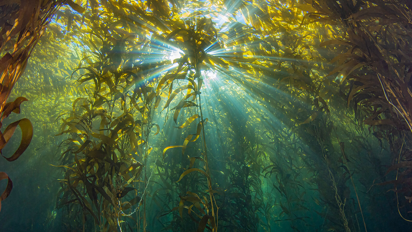 Underwater image of the sun shining through kelp seaweed