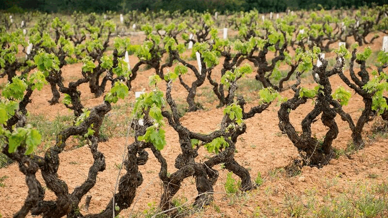 Organic Winemakers To Know: Dua Lipa's wine tasting trip to Catalonia