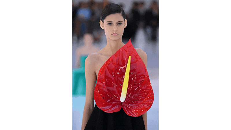 Anthurium flower fashion images