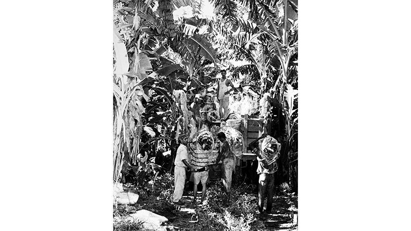 Men Harvesting Bananas On A Latin American Plantation c 1950